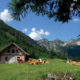 124_Laudereralm