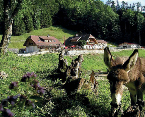 Hochsteinalm