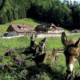 Hochsteinalm