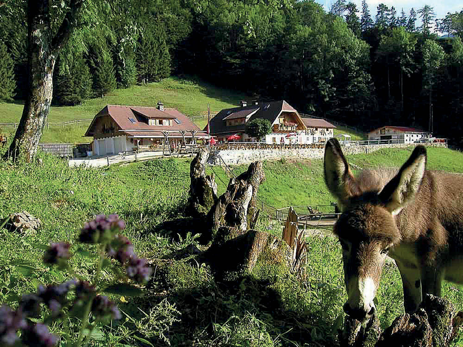 Hochsteinalm