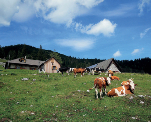182_Ahornfeld