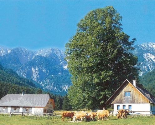 264_Laussabauernalm