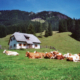 295_Peterbaueralm