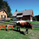 317_Forsteralm