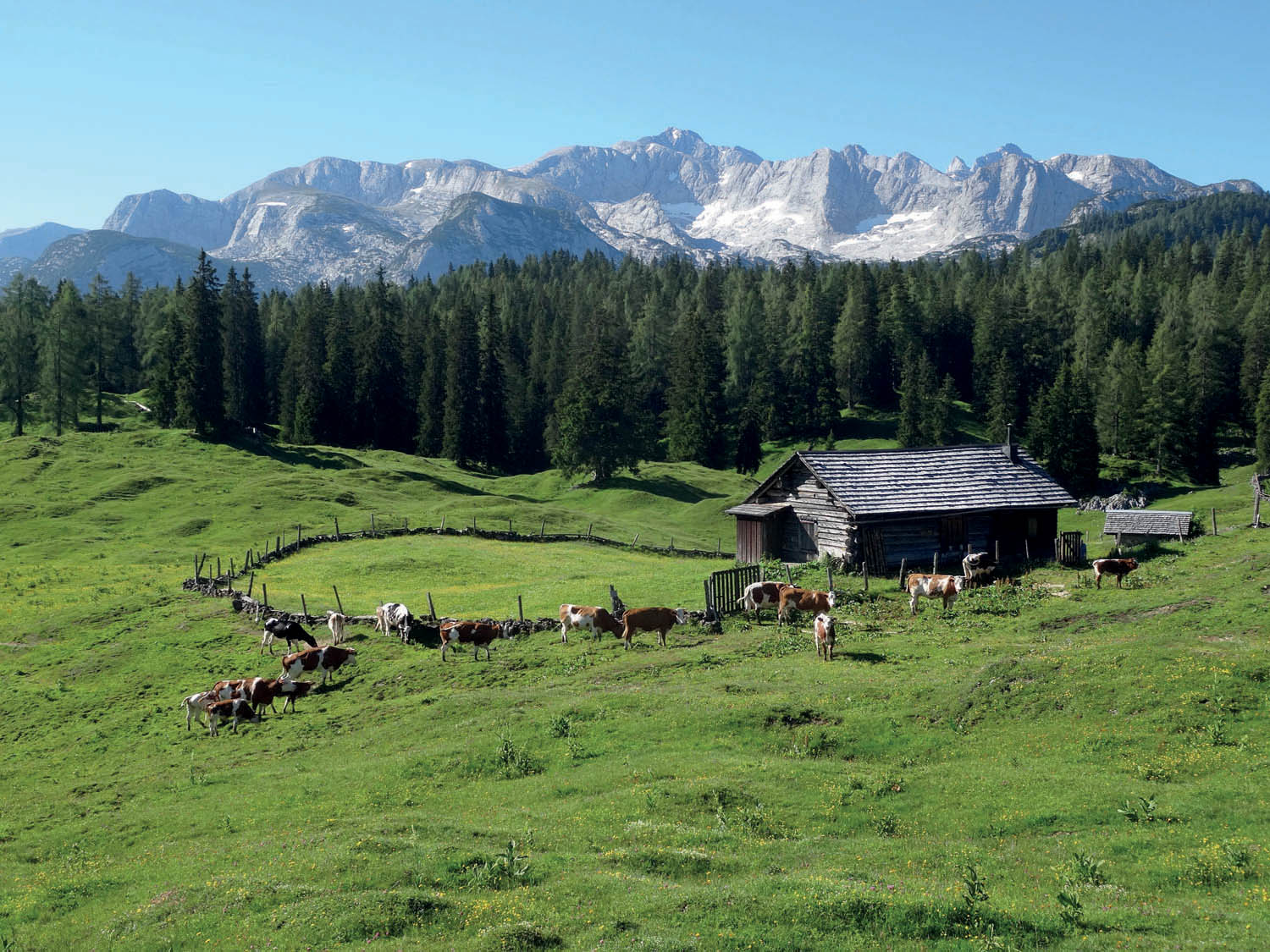 Plankensteinalm