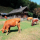 68_Brunntalalm