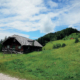 88_Hoheneckalm