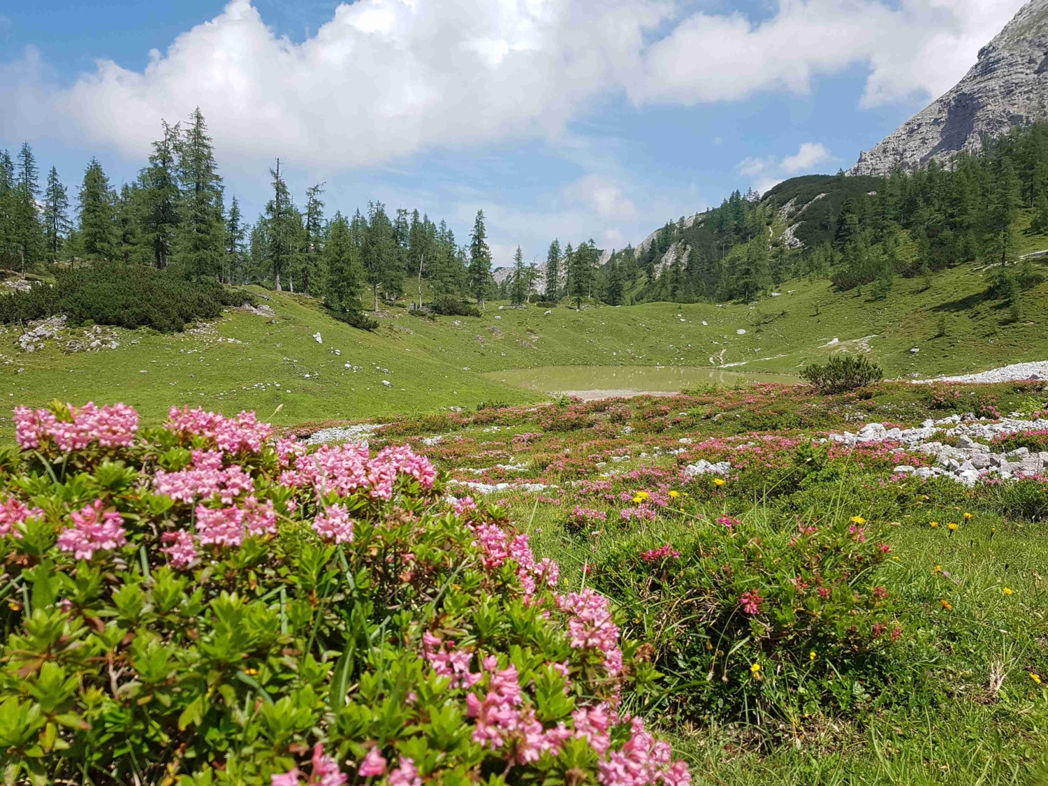 AlmWissen Almanach OÖ
